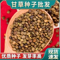 甘草种子高含量红皮甘草籽耐寒耐旱易管理