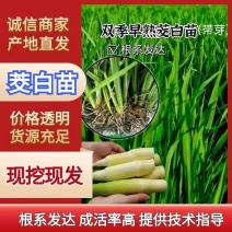 安徽茭白苗，工程苗择优选育品质优良长势旺盛