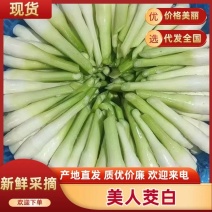 【美人茭白】浙江奉化现货供应全国接单货量大品质优按需分拣