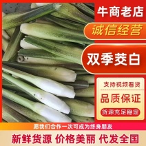 【双季茭白】浙江衢州产地直供全国市场电商平台超市欢迎