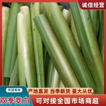 浙江茭白电商货大小规格都有按需求分拣打包硬度好耐储存