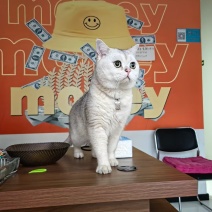 一岁多银渐层公猫