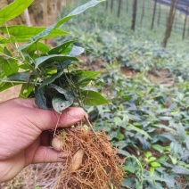金果榄苗量大