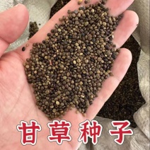 甘草种子精选纯新甘草籽种植简单易管理提供技术回收