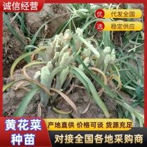 黄花菜种苗（大同七蕊黄花），品质佳，质量保证，欢迎咨询