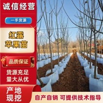 红露苹果苗各种苗木品种齐全大量有货