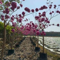 紫花风铃木2-12分，各种规格，大量低价出售