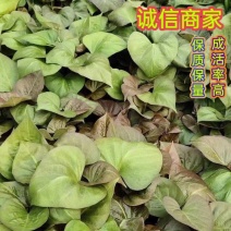 脱毒西瓜红红薯苗，蜜薯25苗，冰糖心蜜薯苗，榴莲蜜薯苗