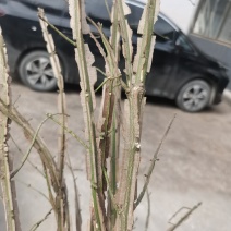 鬼箭羽中药材苗子产地一手货源鬼箭羽种苗多羽片