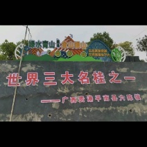 桂皮中的**，油桂，支持全国各地发货，长年供应。