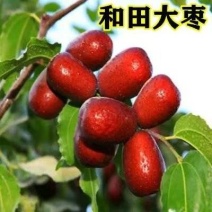 和田大枣树苗，产量高，储存能力强，适合各种土壤，