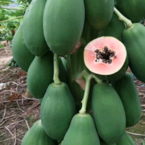 木瓜
