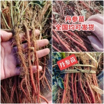 丹参苗【现挖现发】签合同包回收/成活率高/提供技术指导