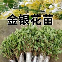 《百花一号金银花苗》现挖现发/签合同包回收/成活率高