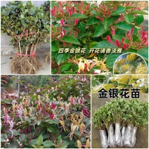 【四季金银花苗】新品种20天不开花/签合同包回收/现挖
