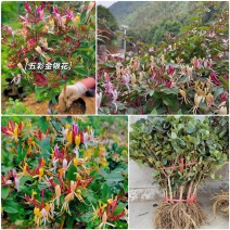《五彩金银花苗》现挖现发/保证成活率/技术指导/包回收