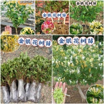 树形金银花苗（包邮发货）基地现挖/签合同包回收/包成活率