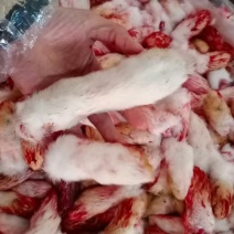 带毛兔爪