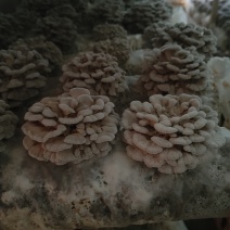 百参菌