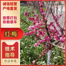 红梅2-8cm美人梅（原生骨里红）价格可议欢迎来电咨询