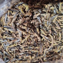 精品蚂蚱万亩基地产地直发一手货源支持视频看货