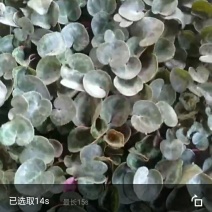 仙客来花苗绿植盆栽盆景花卉兔耳朵家居室内盆栽观花植物阳台