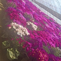 瓜叶菊