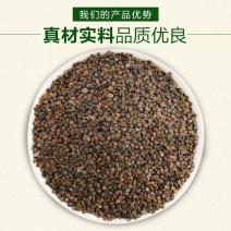 黄芪种子纯新棉芪籽耐寒耐干旱种植简单好管理