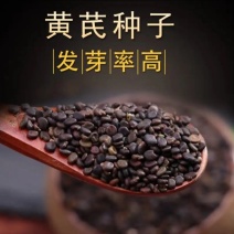 黄芪种子纯新籽包发芽免费提供种植技术种植简单好管理
