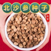 北沙参种子中药材北沙参籽提供技术指导包发芽率可回收