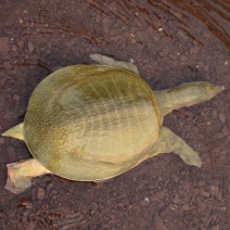 甲鱼