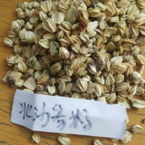 北沙参种子纯新河北内蒙沙参籽提供技术指导包发芽率