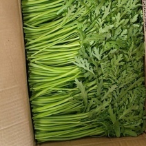 茼蒿小叶茼蒿江苏叶菜批发新鲜蔬菜批发产地直发