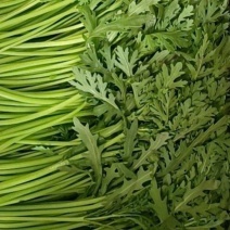 茼蒿小叶茼蒿江苏叶菜批发全国发货电商市场商超工厂货