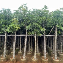 芒果树3-15分，各种规格，大量低价出售