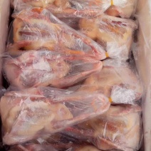 白条乳鸽6两