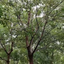 精品乌桕基地直发品质保证量大从优一手货源欢迎联系