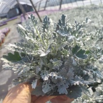 180杯银叶菊基地大量现货，欢迎选购👏