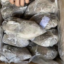 墨鱼乌贼，全规格有货，物流，整车，航空运输