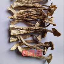 鹿茸菇大量供应一手货源品质保证欢迎老板选购