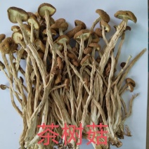 福建宁德古田县茶树菇品质保证一手货源诚信经营
