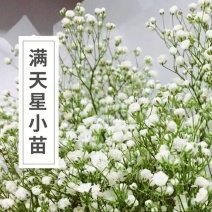 云南满天星花苗盆栽迷你四季开花小叶吉普赛满天星