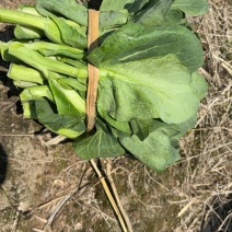 菜心