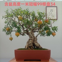 石榴盆景，石榴园林