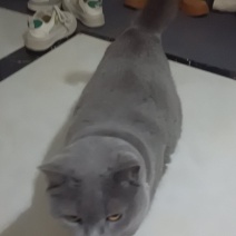 蓝猫