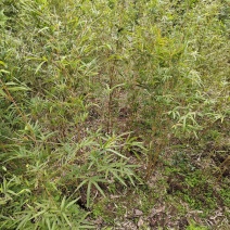 现竹重庆静观镇