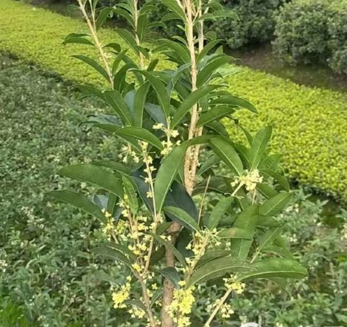 四季桂植株特写
