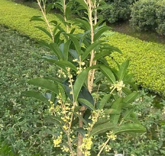 四季桂盛开的庭院景观