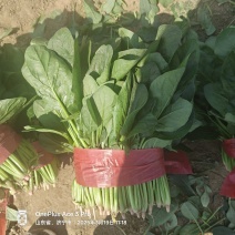 山东精品菠菜已大量上市价格不高支持电商平台市场保证质量