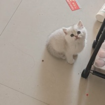 银渐层两个月小猫